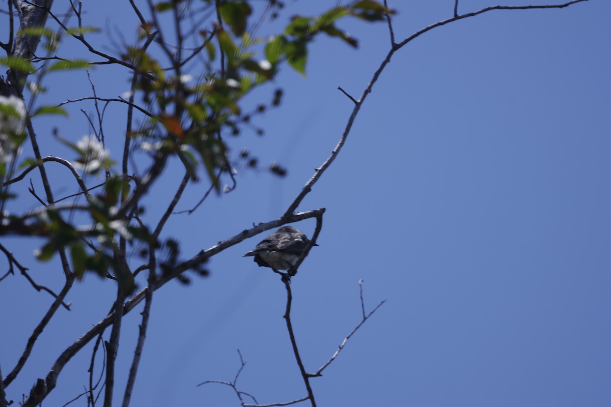 Gray Kingbird - ML640153745