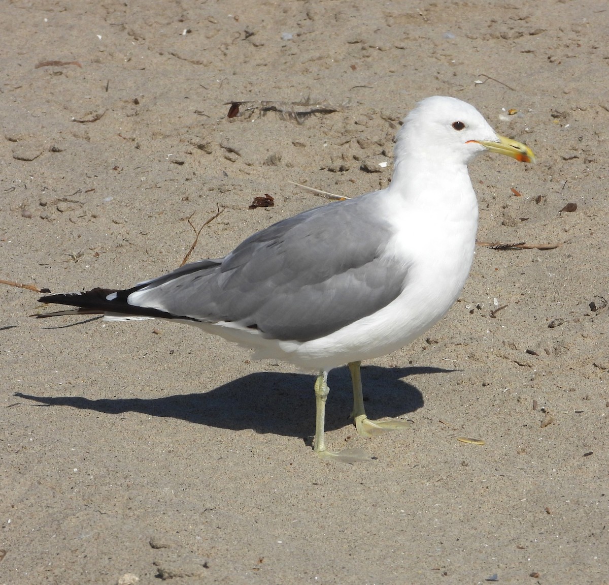 Gaviota Californiana - ML640153856