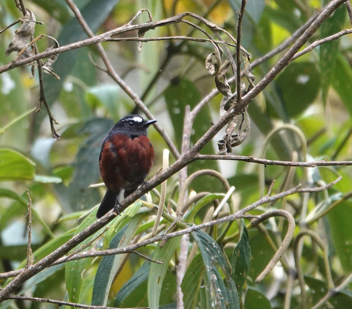Chestnut-bellied Chat-Tyrant - ML640153862