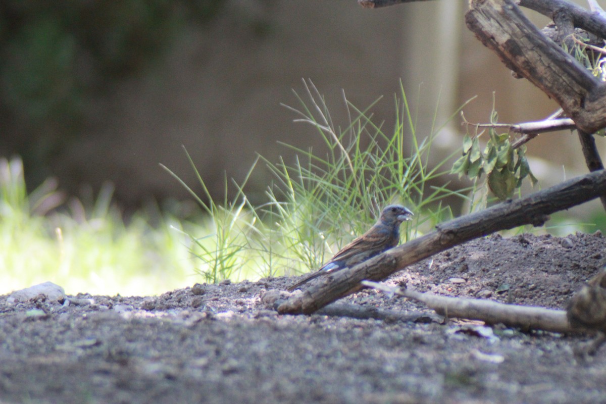 Blue Grosbeak - ML640153887