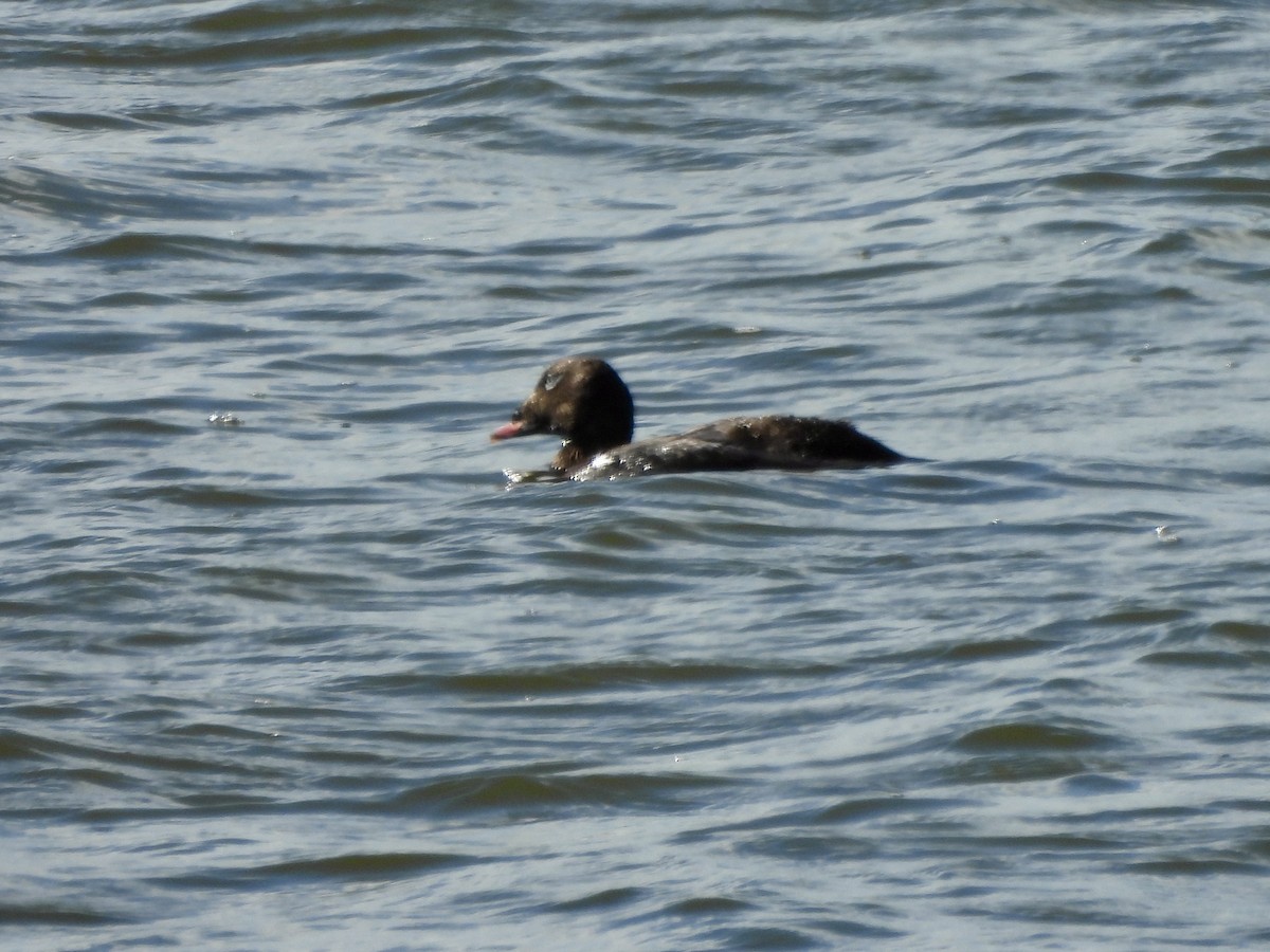 White-winged Scoter - ML640153907