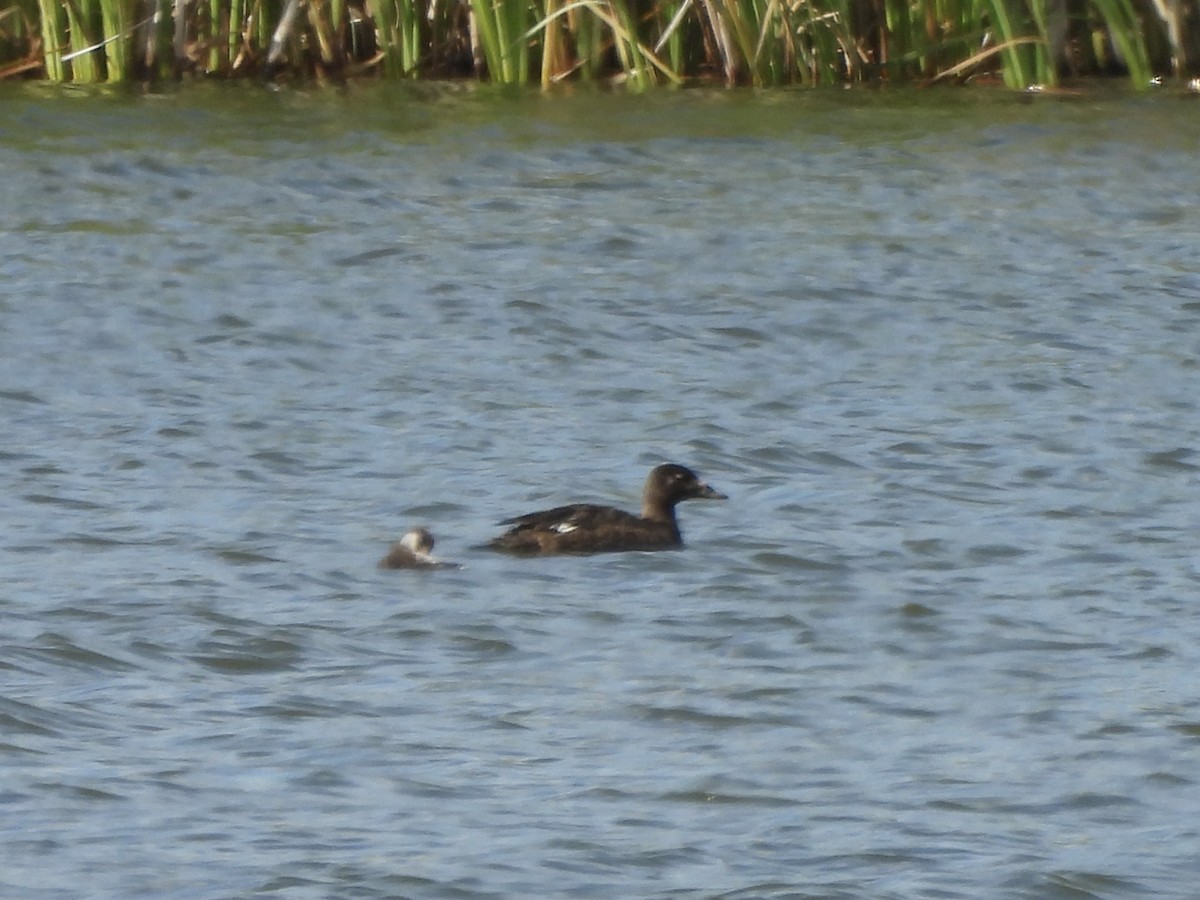 White-winged Scoter - ML640153908
