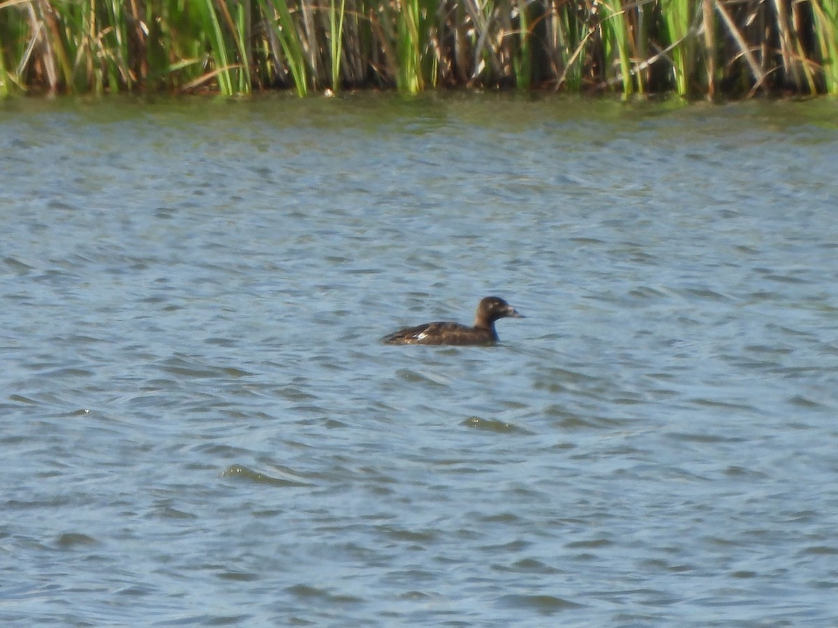 White-winged Scoter - ML640153909