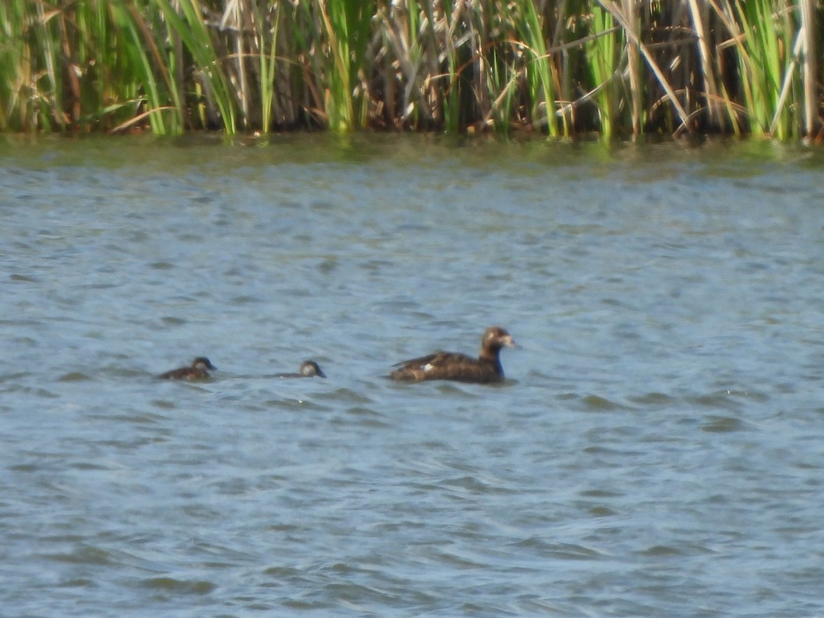 White-winged Scoter - ML640153910