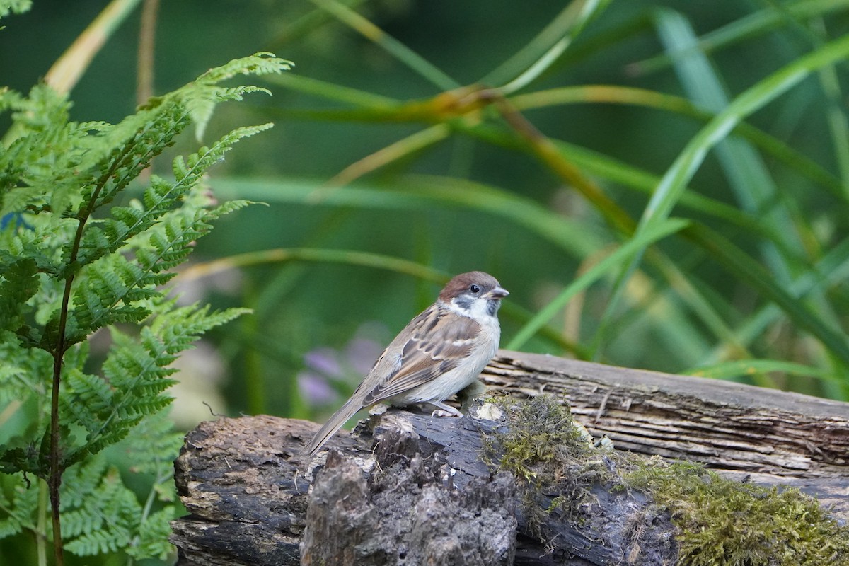 Eurasian Tree Sparrow - ML640153914
