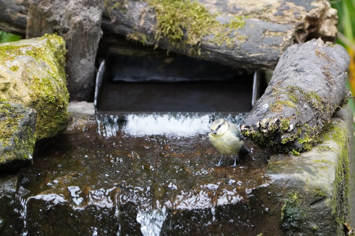 Eurasian Blue Tit - ML640153923