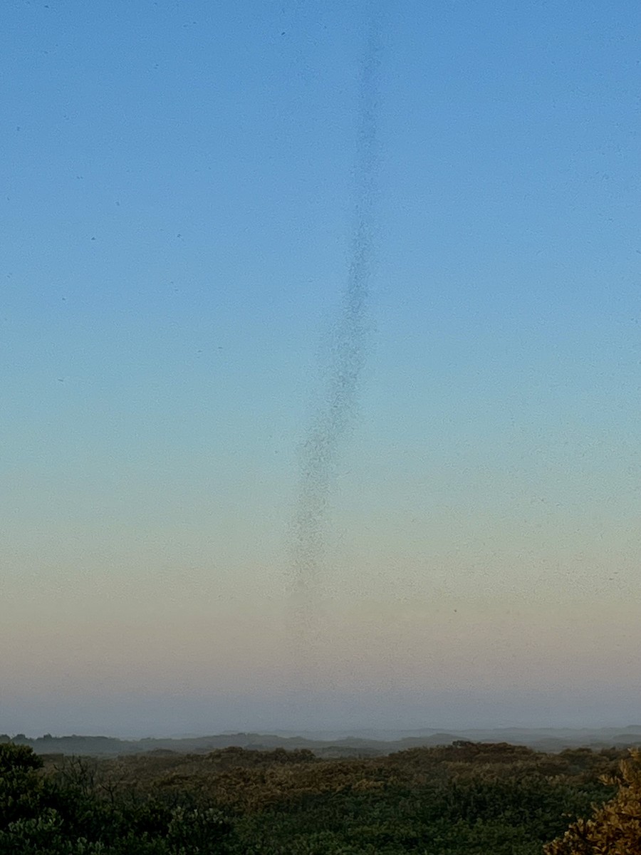 null - ML640153926