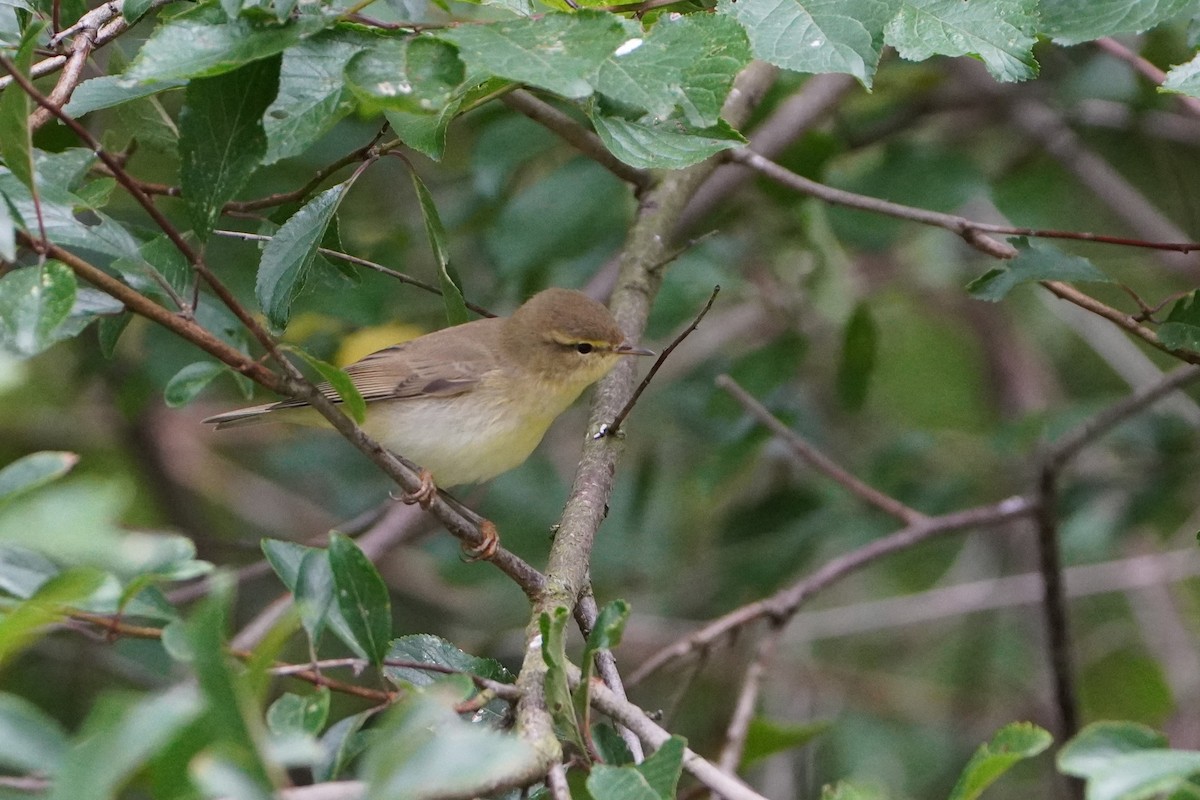Willow Warbler - ML640153932