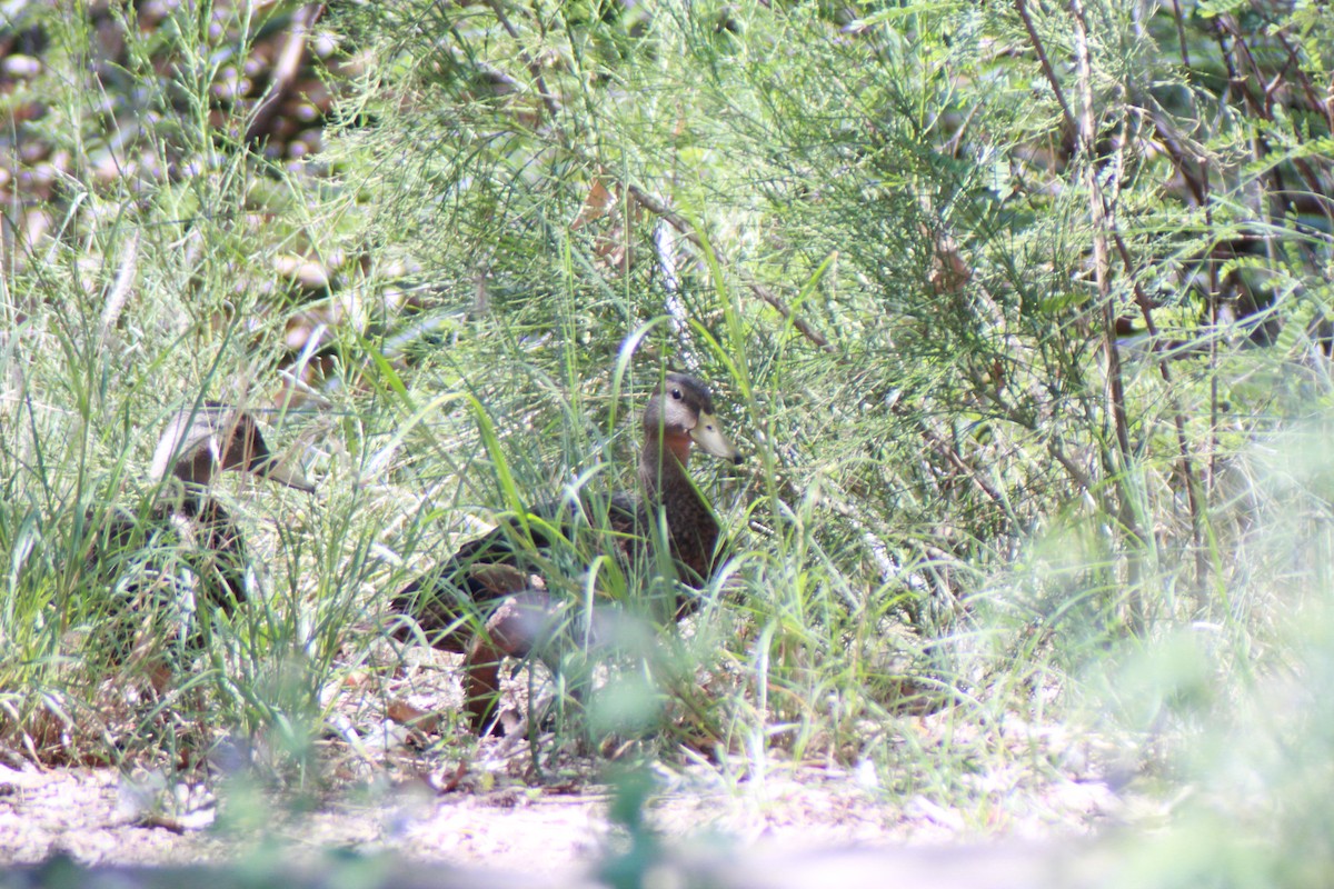 Mexican Duck - ML640153955