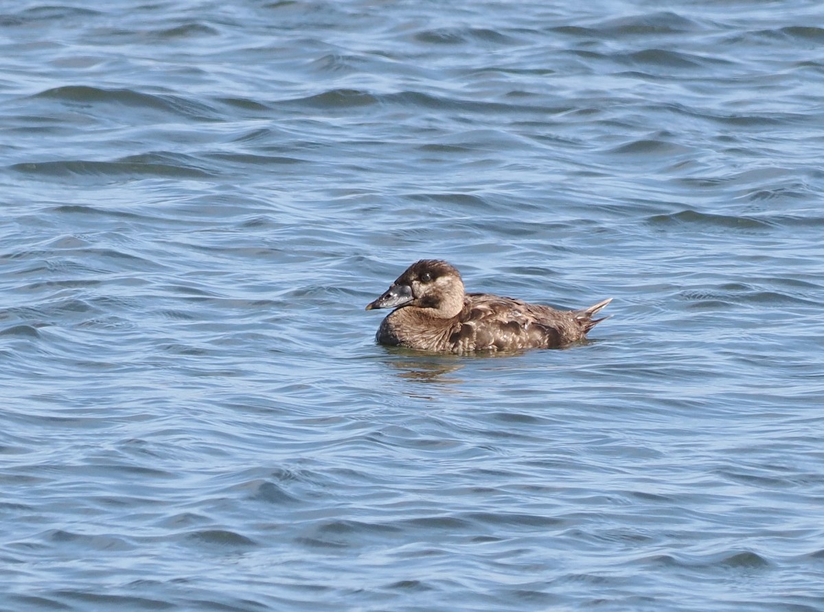 Surf Scoter - ML640153970
