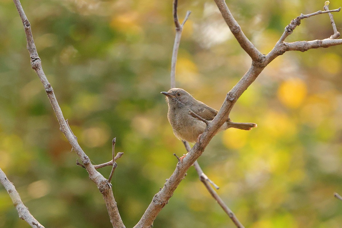 Miombo Wren-Warbler - ML640153986