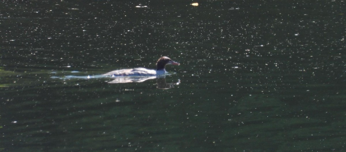 Common Merganser - ML640154002