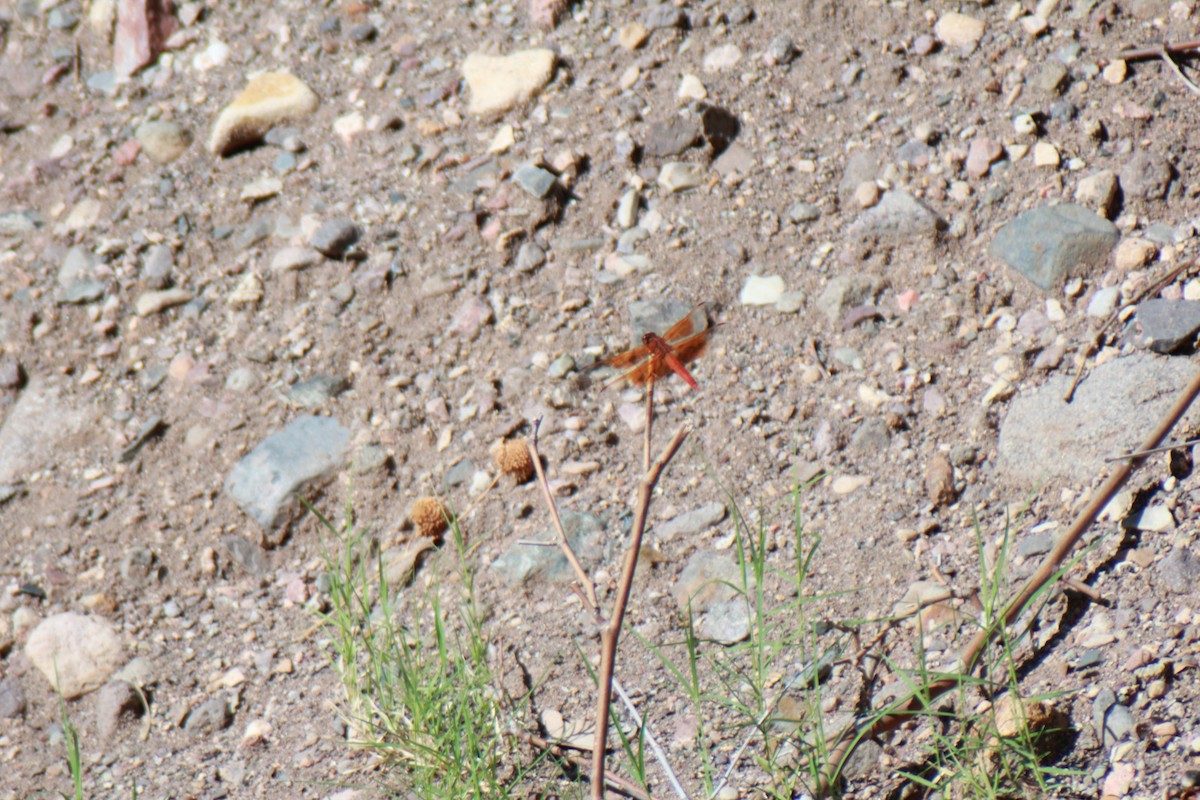 Flame Skimmer - ML640154005