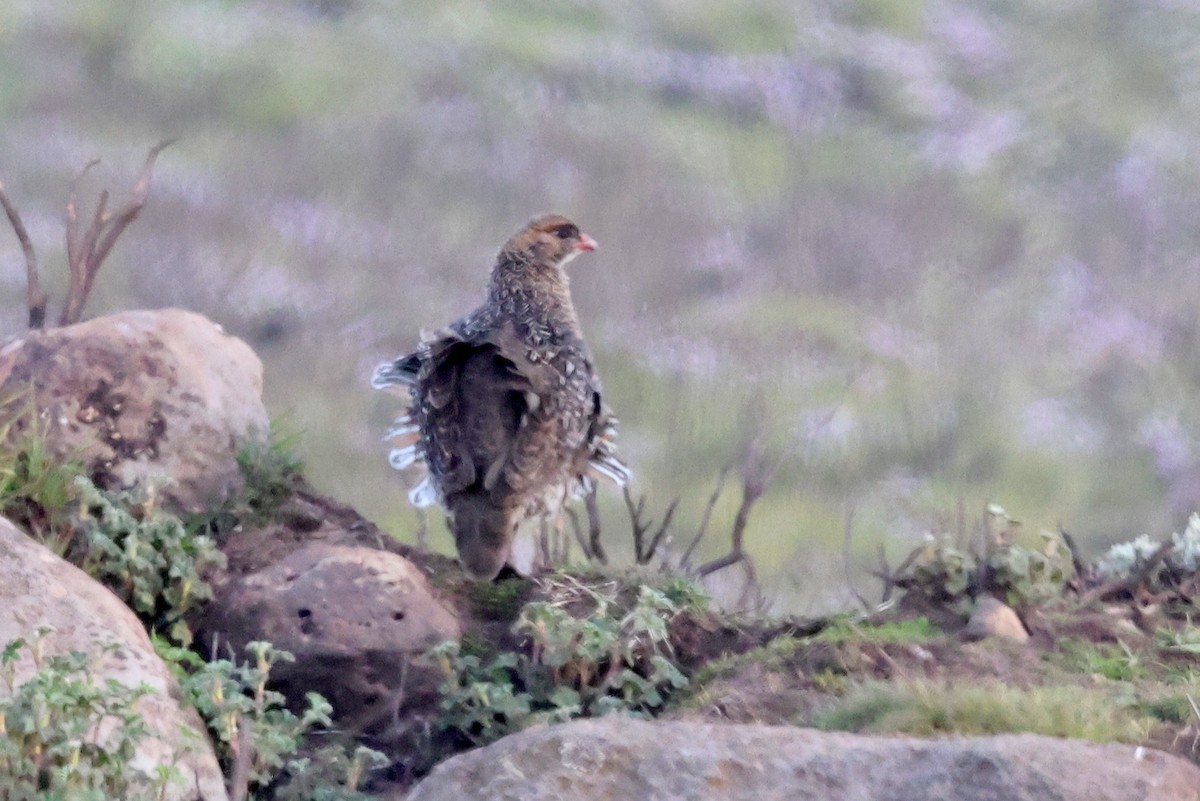 Chestnut-naped Spurfowl - ML640154006