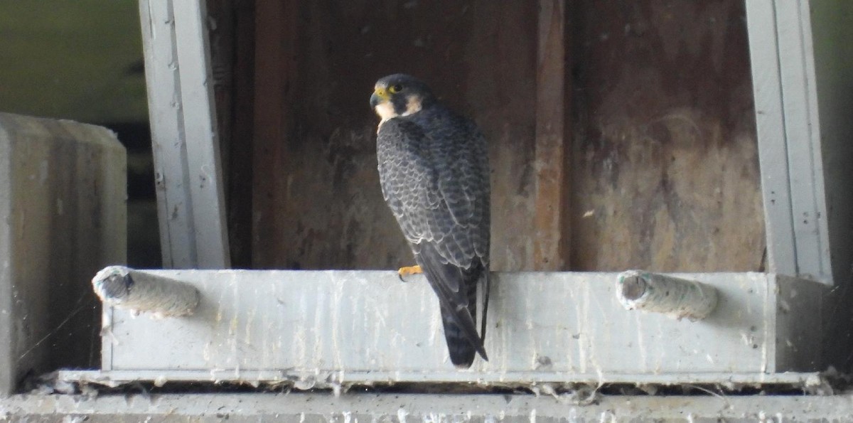 Peregrine Falcon - ML640154012