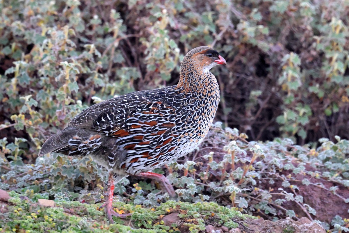 Chestnut-naped Spurfowl - ML640154023
