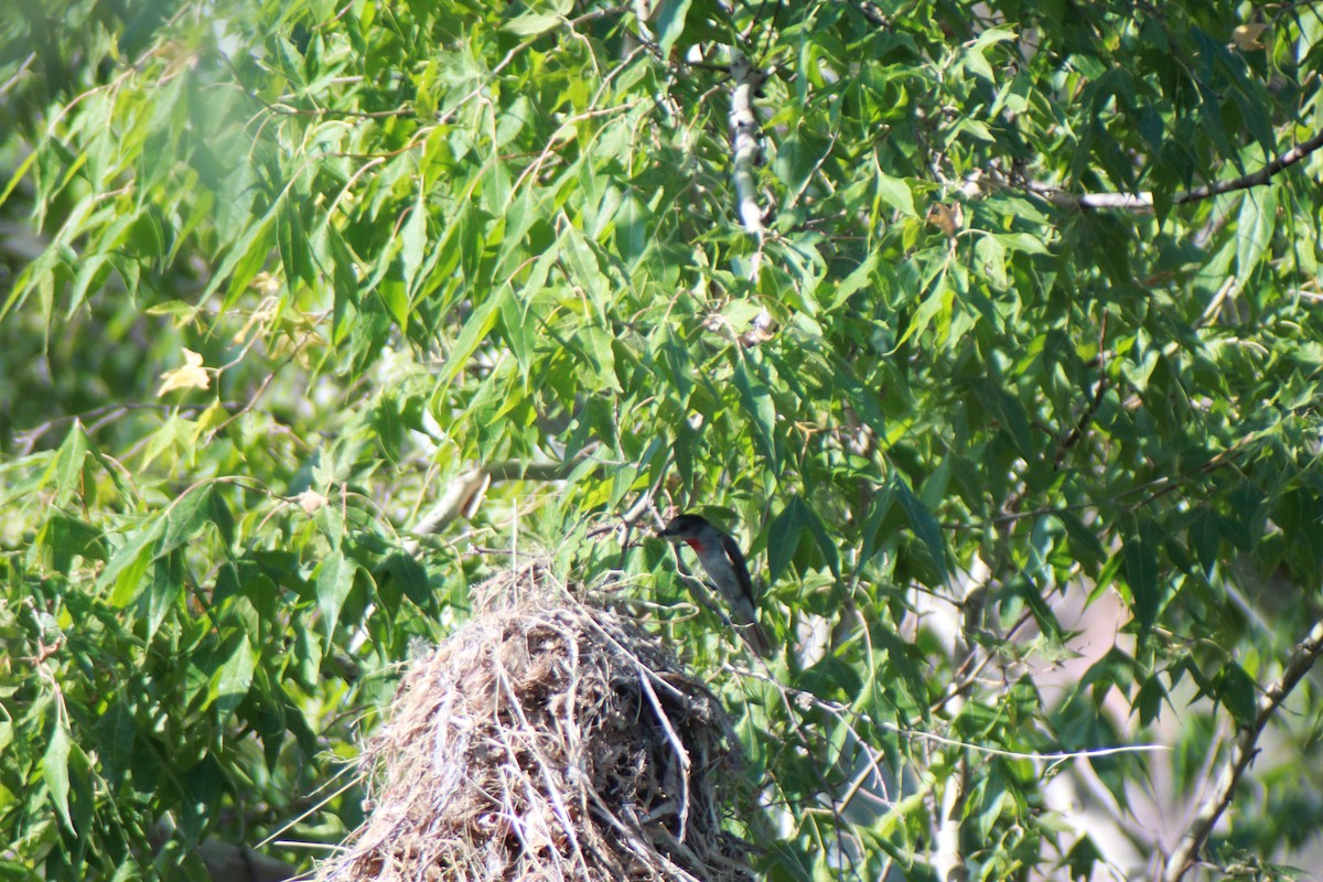 Rose-throated Becard - ML640154024