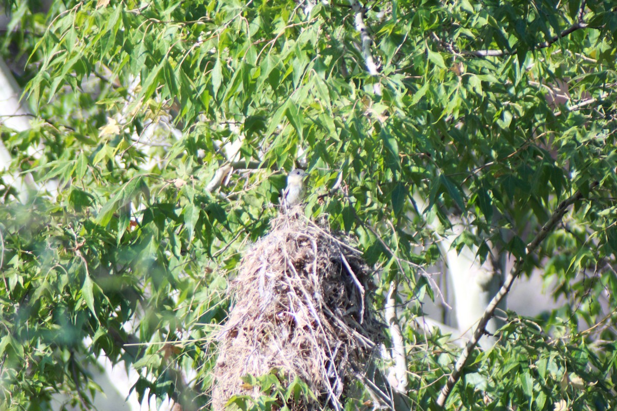 Rose-throated Becard - ML640154025