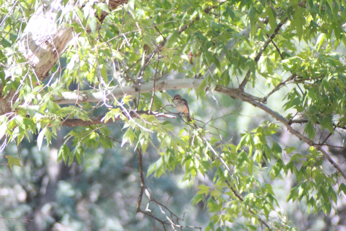 Vermilion Flycatcher - ML640154032