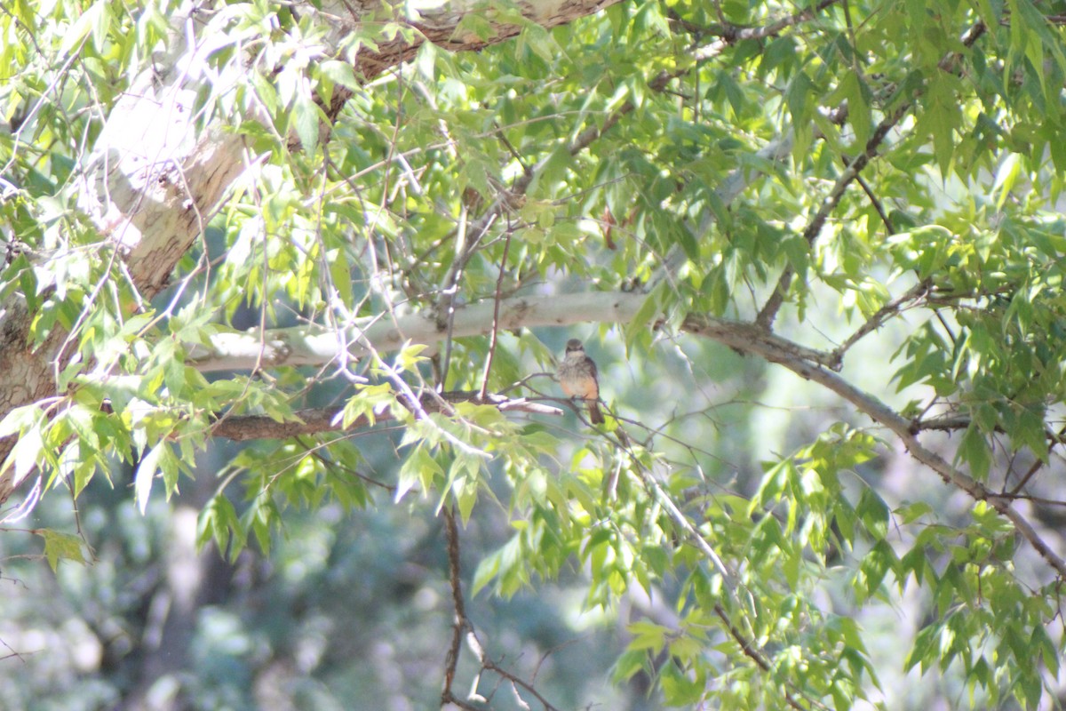 Vermilion Flycatcher - ML640154033