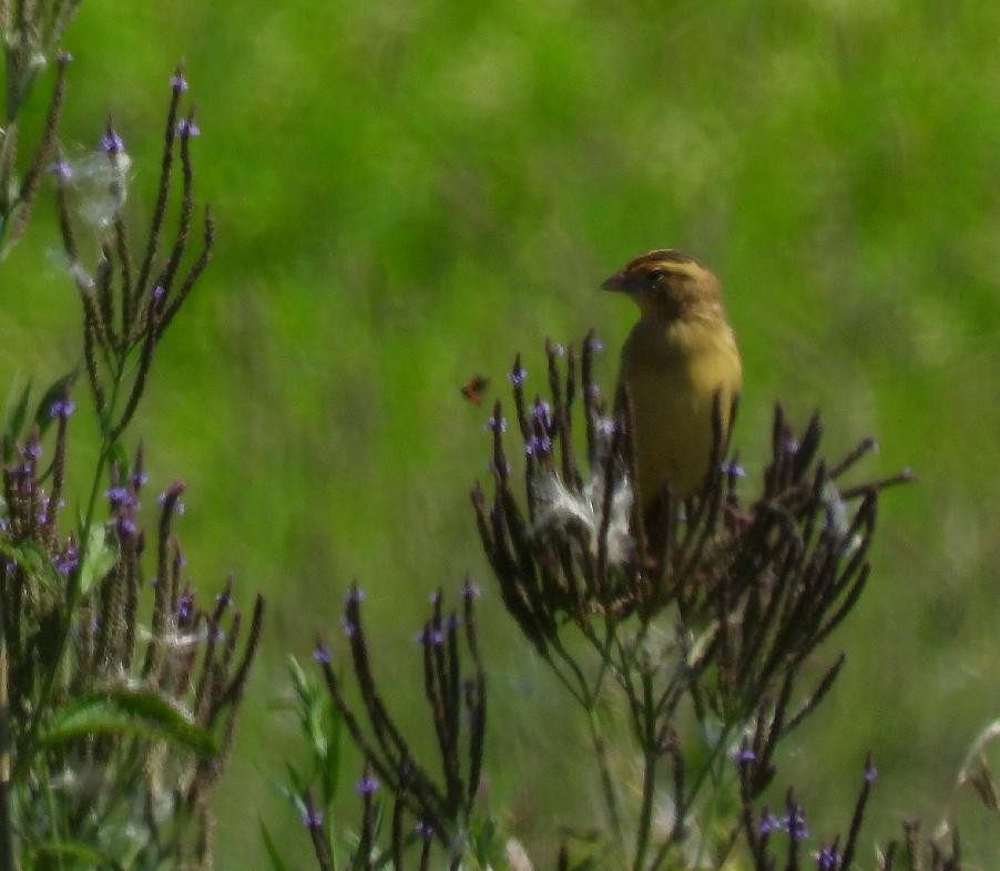 Bobolink - ML640154034