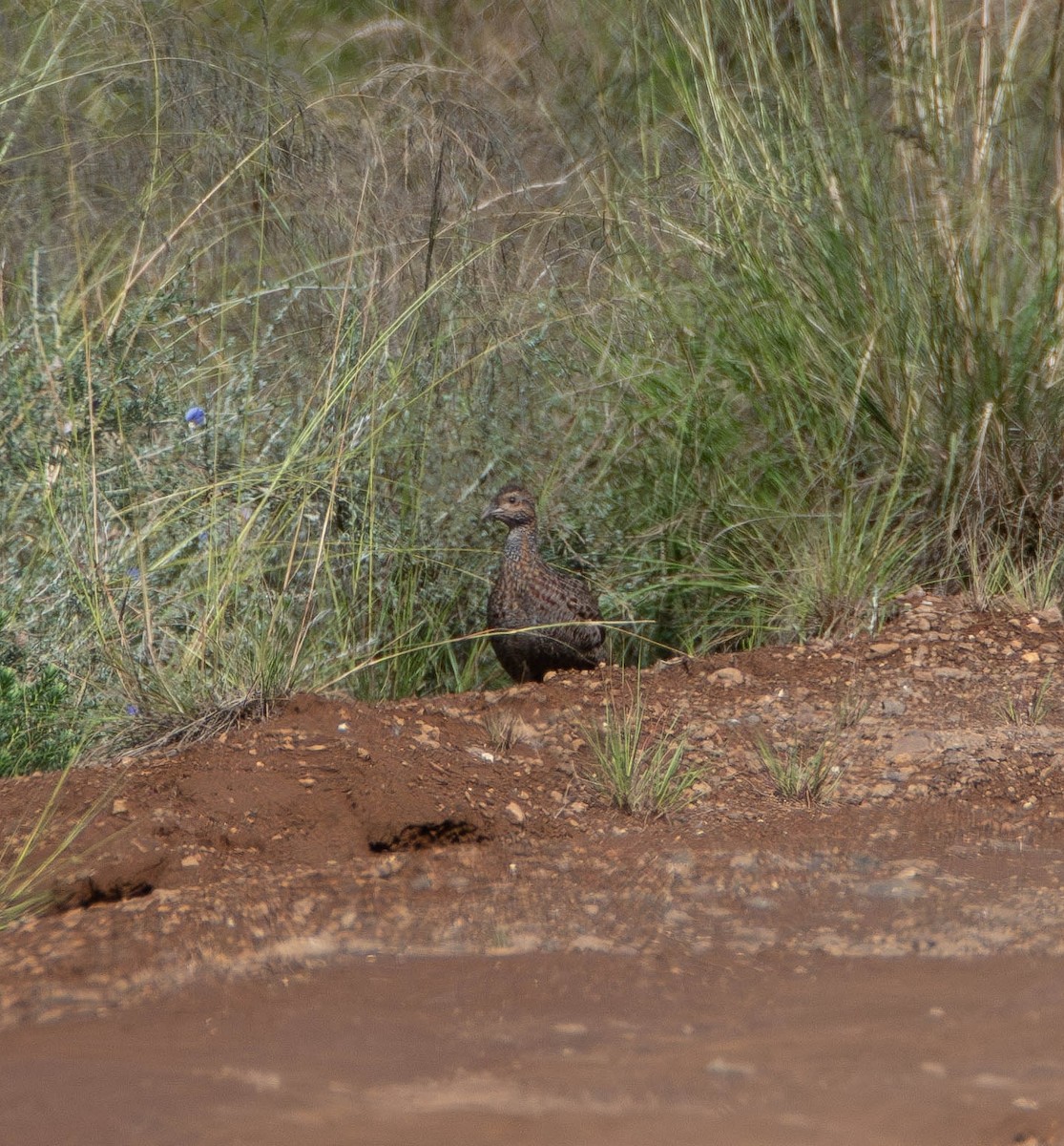 Gray-winged Francolin - ML640154080
