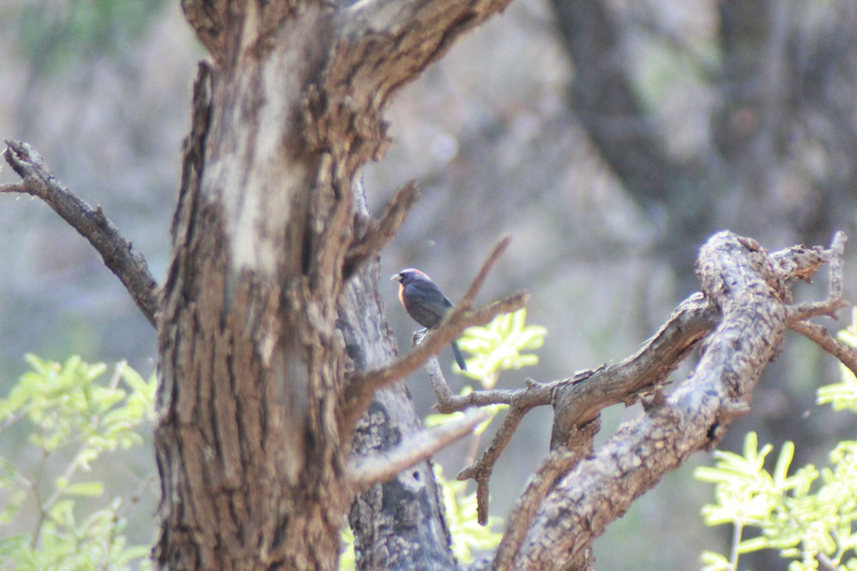 Varied Bunting - ML640154088