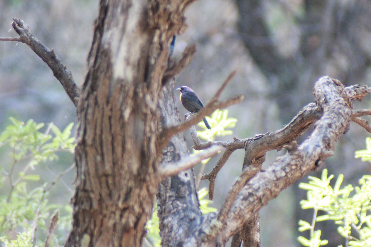 Varied Bunting - ML640154089