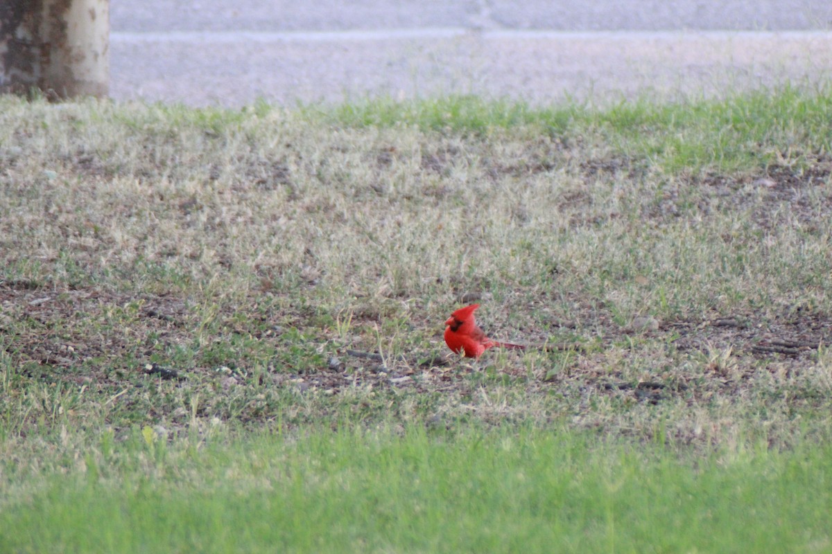 Northern Cardinal - ML640154127