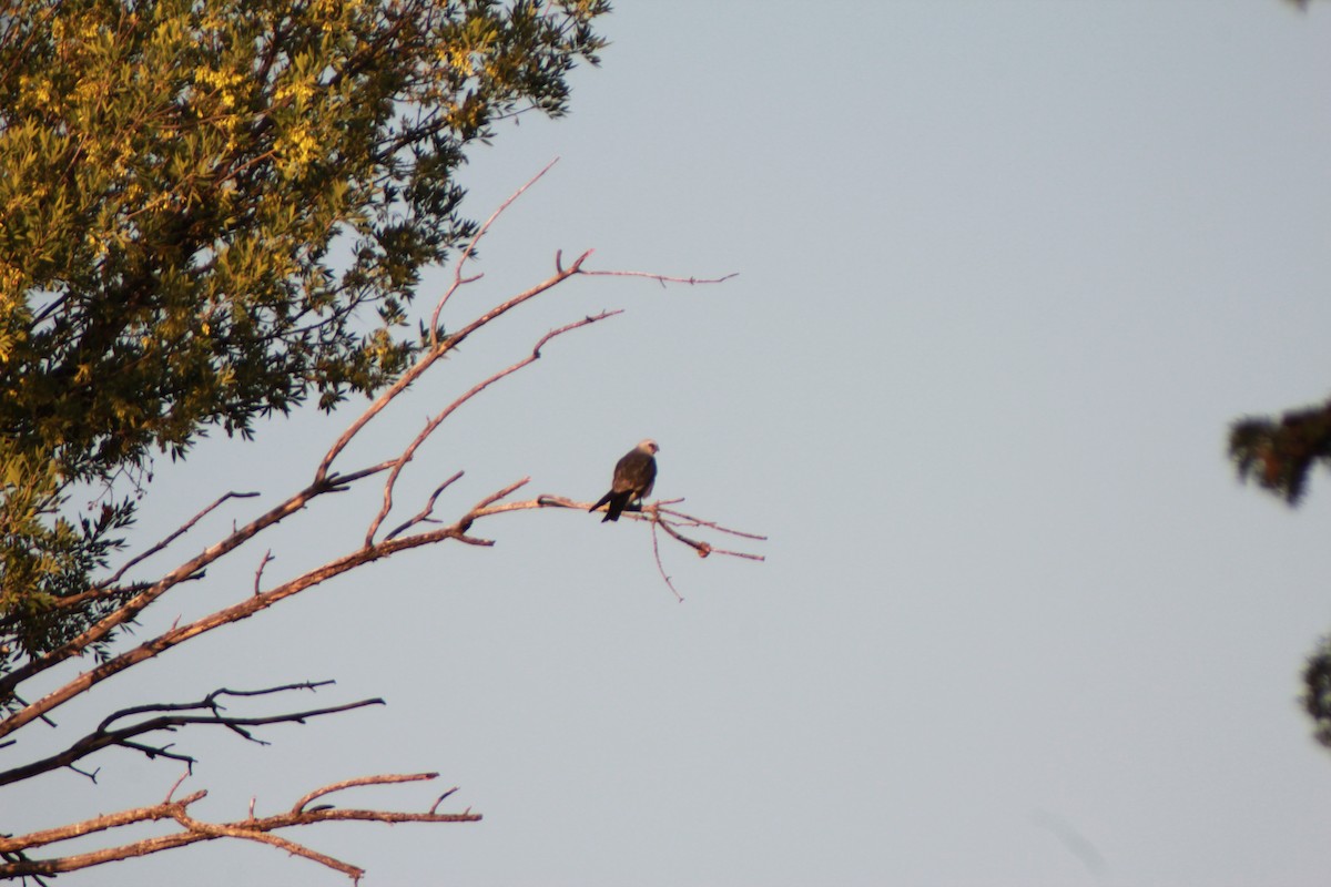 Mississippi Kite - ML640154143