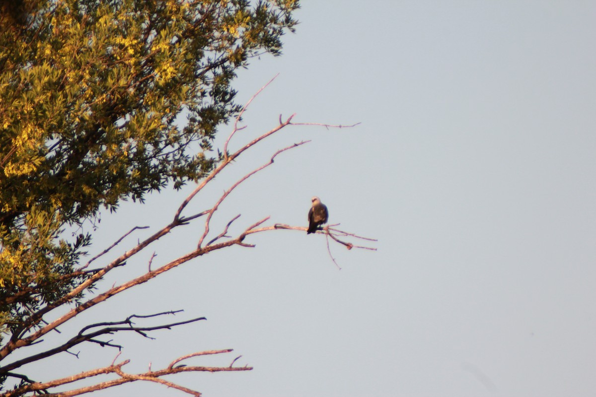 Mississippi Kite - ML640154144