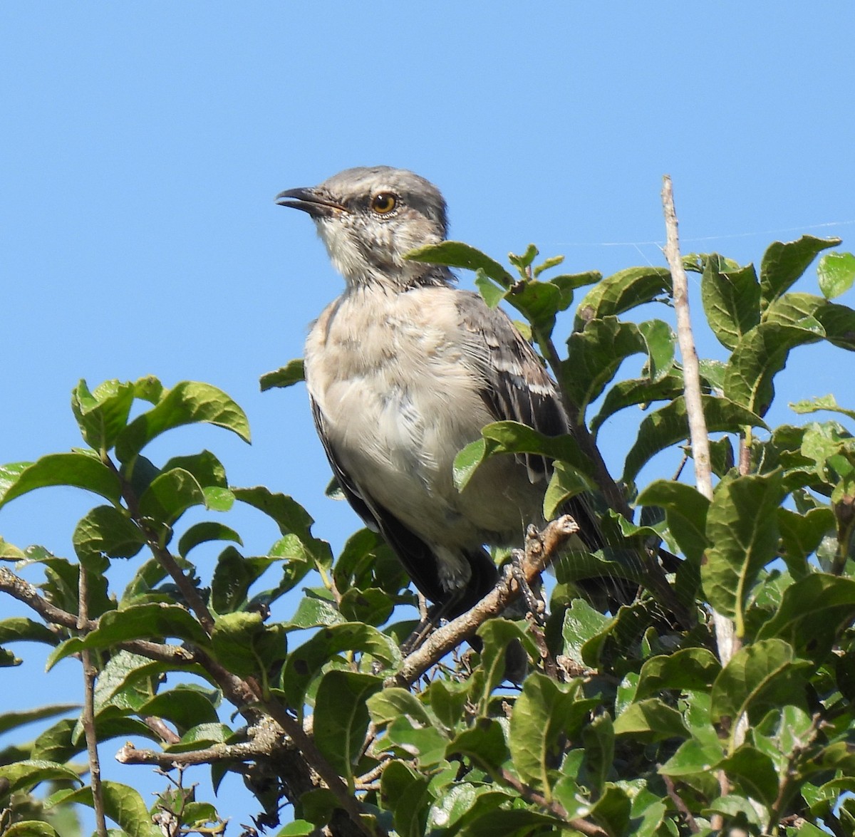 Northern Mockingbird - ML640154145