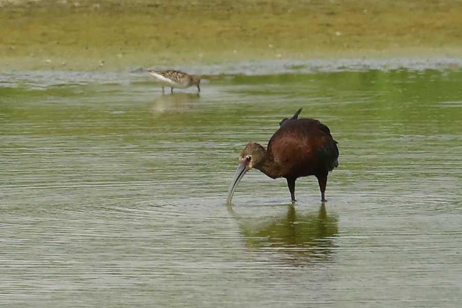 White-faced Ibis - ML640154154