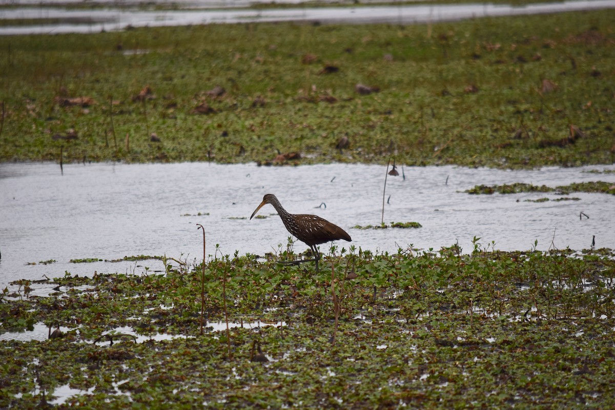 Limpkin - ML640154159