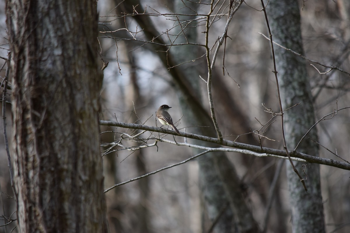 Eastern Phoebe - ML640154171