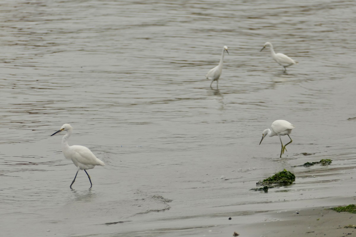 Snowy Egret - ML640154212