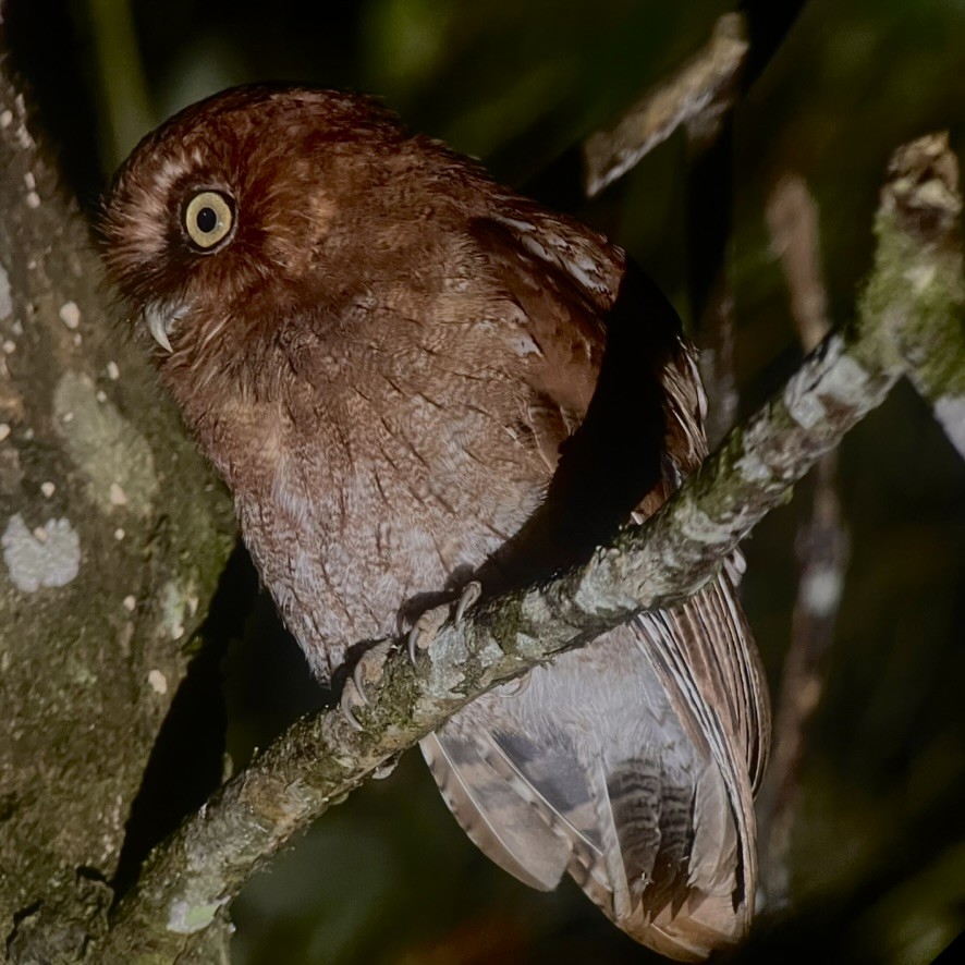 Santa Marta Screech-Owl - ML640154245