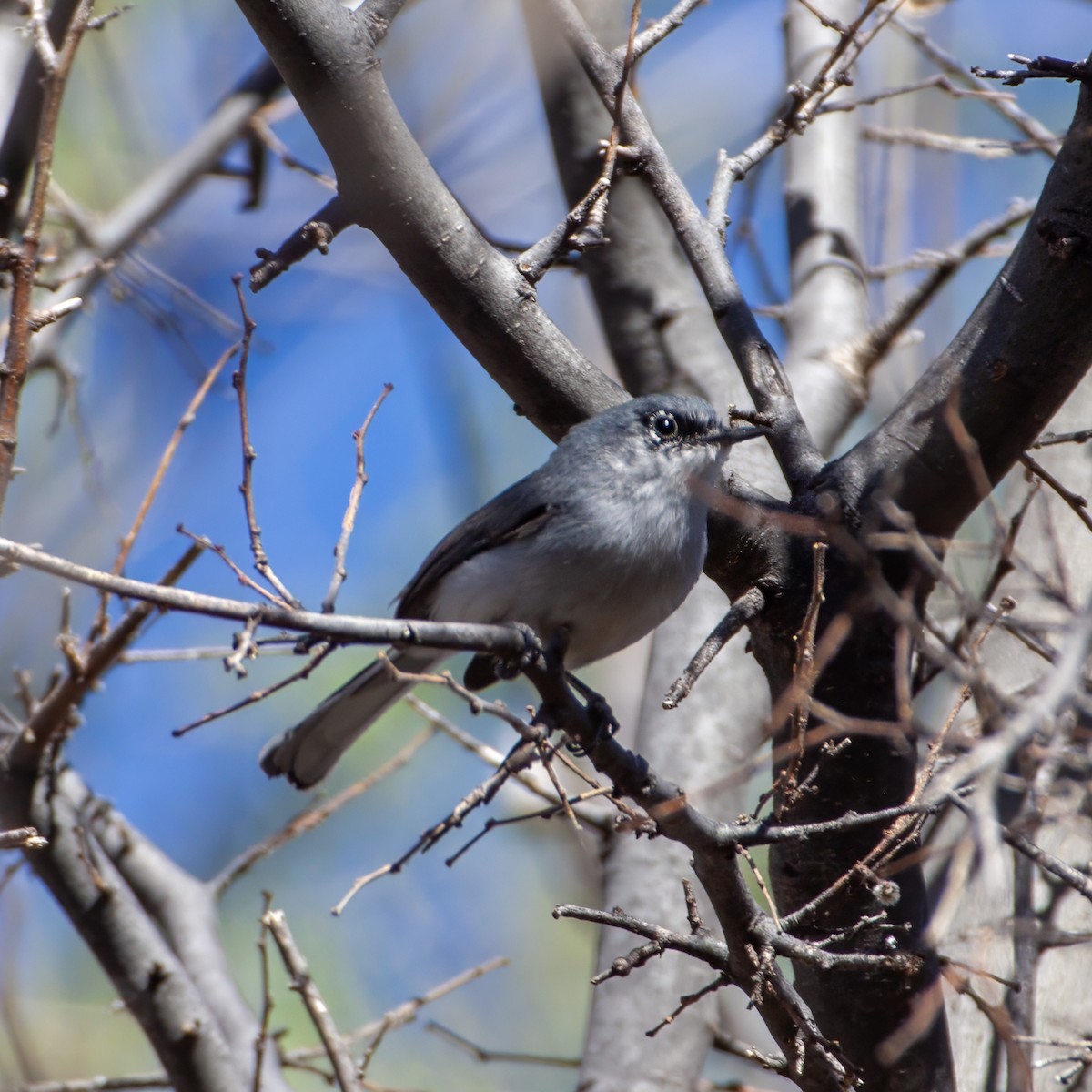 Black-capped Gnatcatcher - ML640154251
