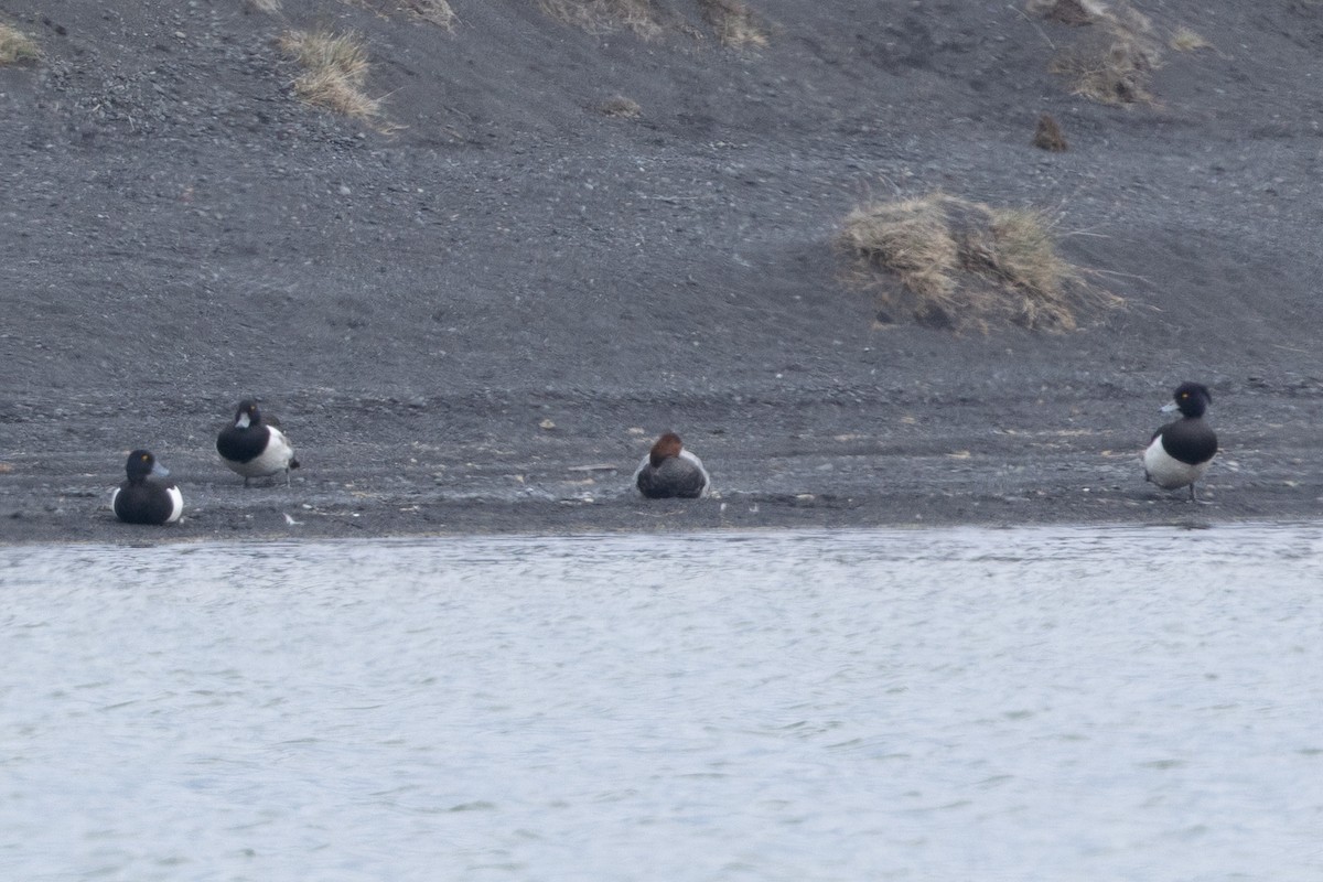 Common Pochard - ML640154328