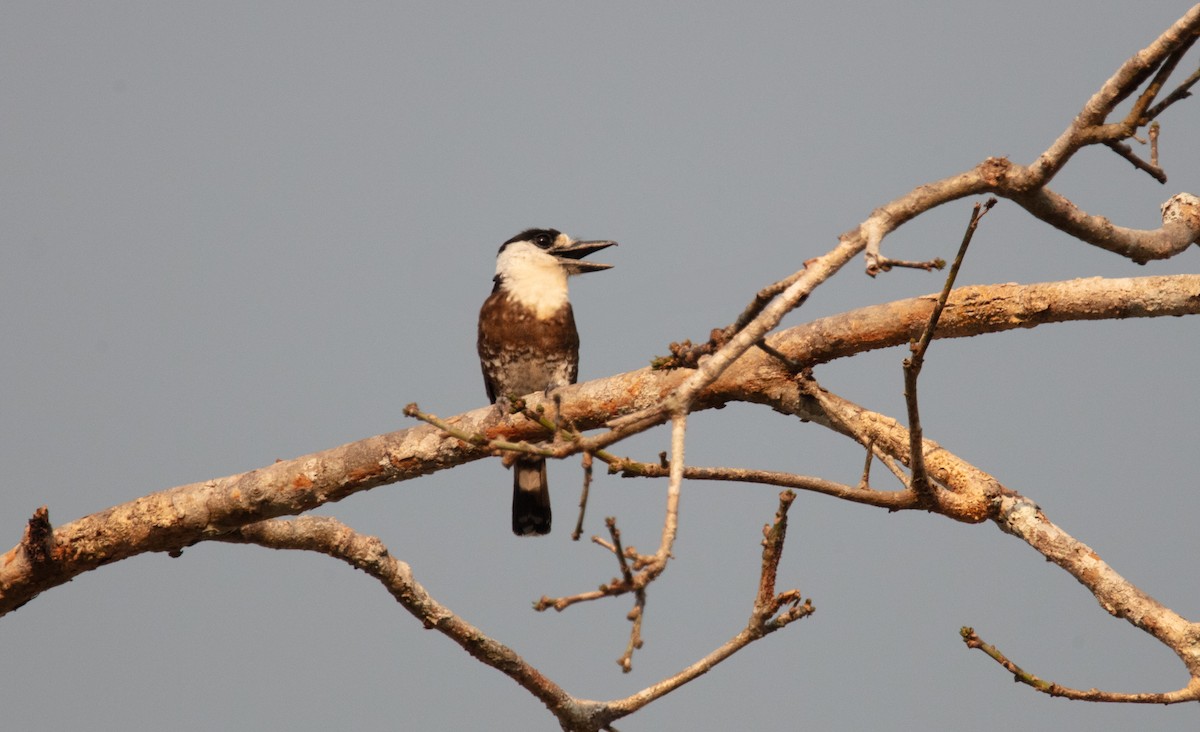 Brown-banded Puffbird - ML640154371