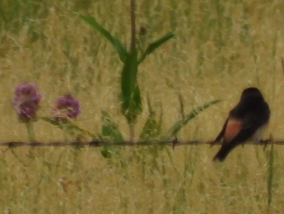 Cliff Swallow - ML640154384
