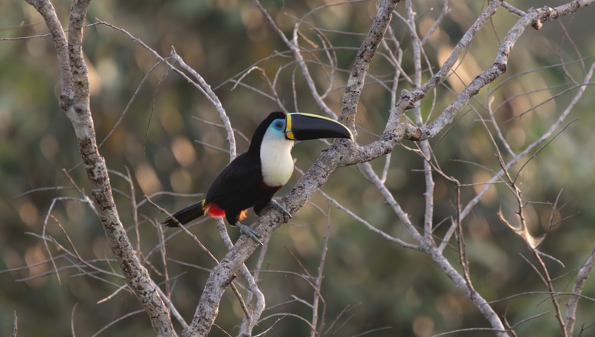 White-throated Toucan - ML640154442