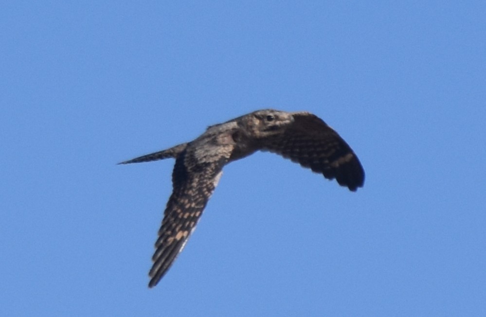 Lesser Nighthawk - ML640154447