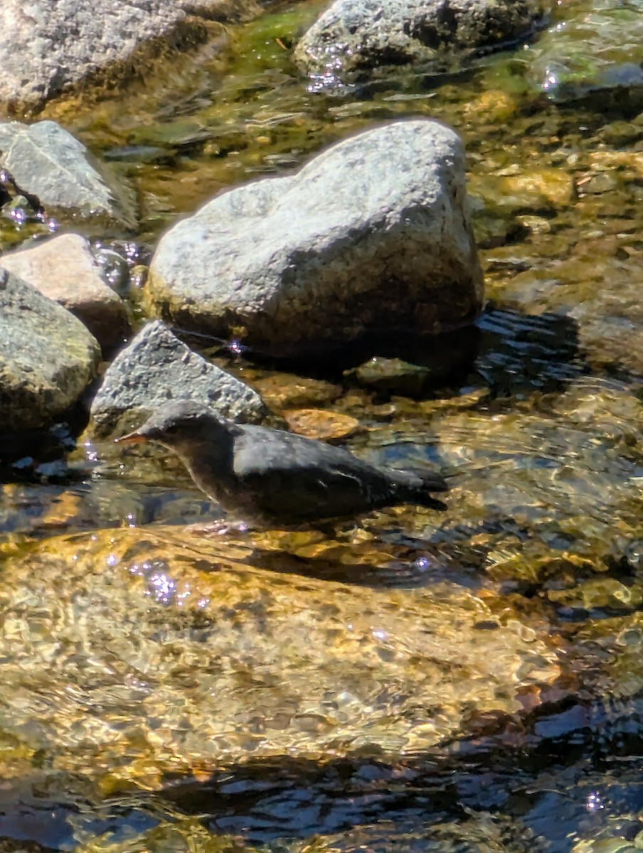 American Dipper - ML640154471