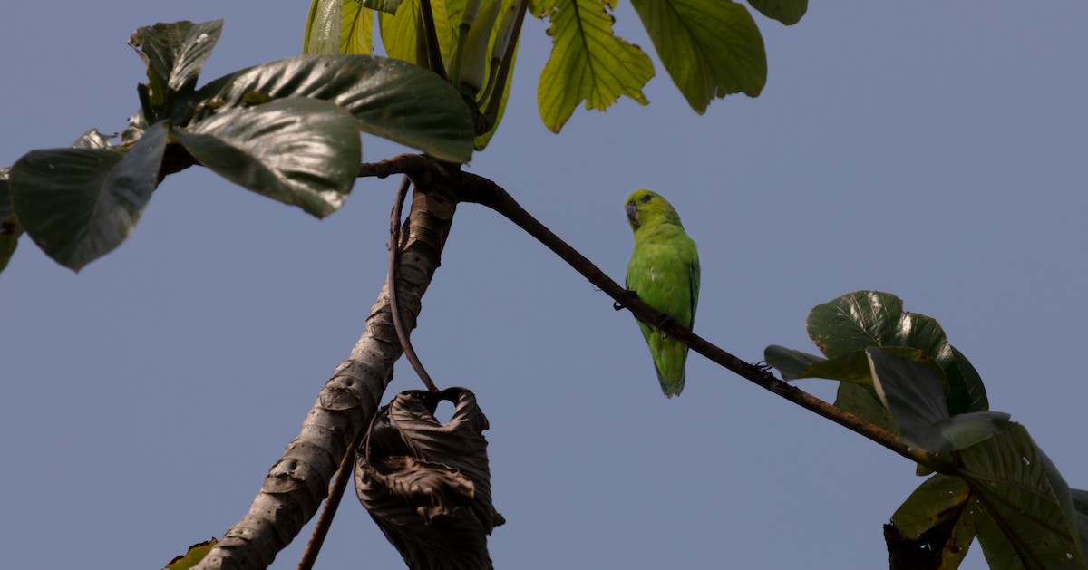 Dusky-billed Parrotlet - ML640154474
