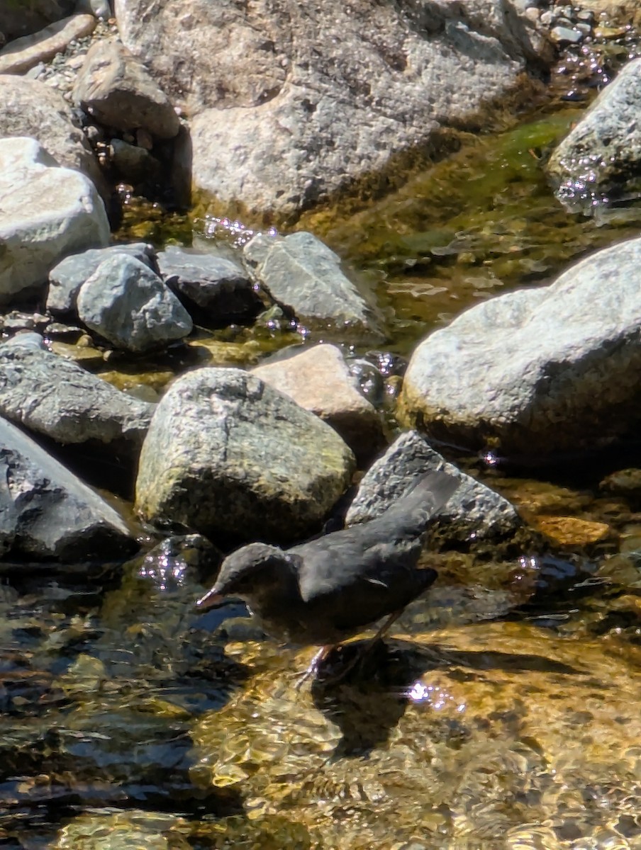 American Dipper - ML640154482