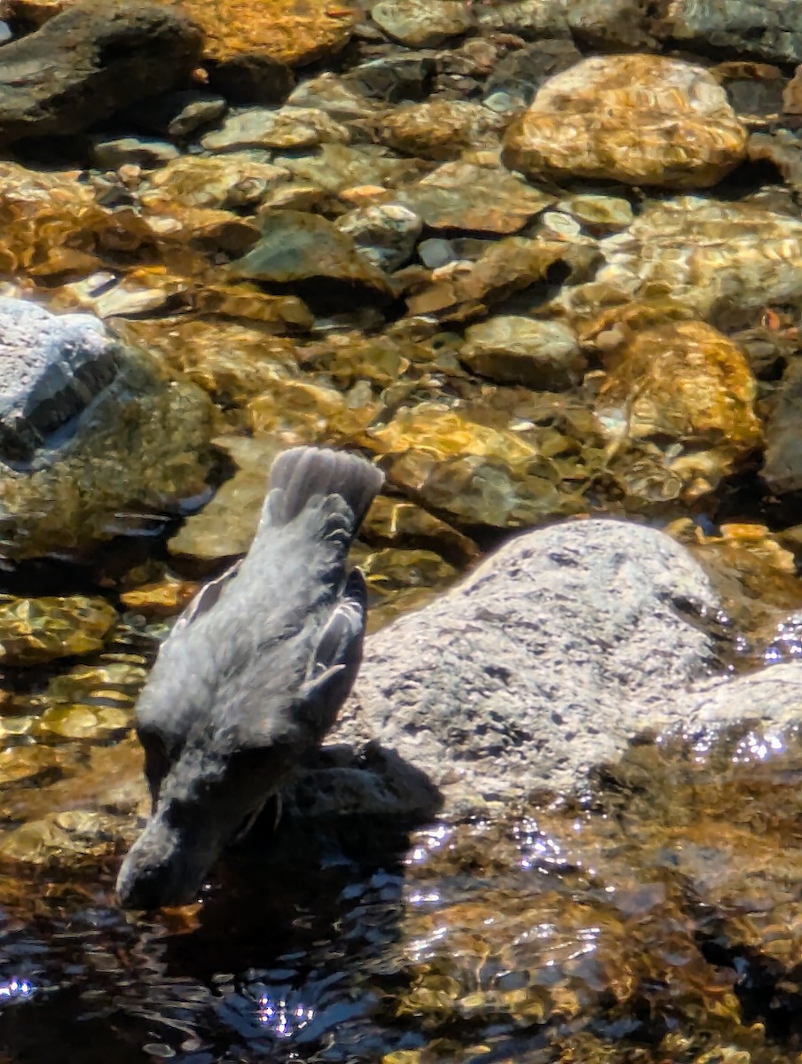 American Dipper - ML640154487