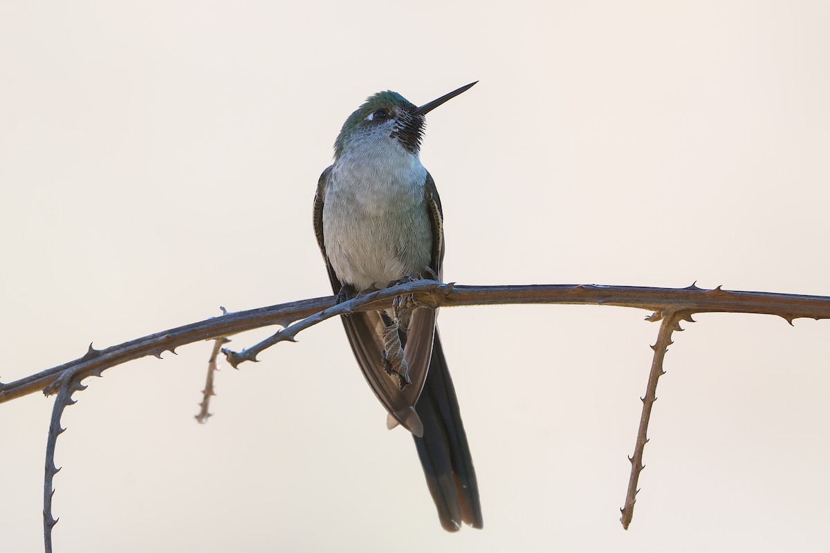 Gray-bellied Comet - ML640154515