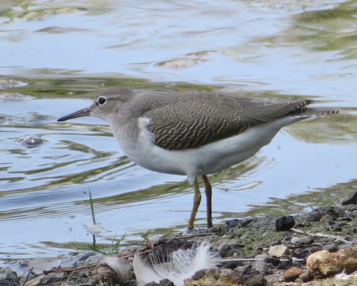 flekksnipe - ML640154539