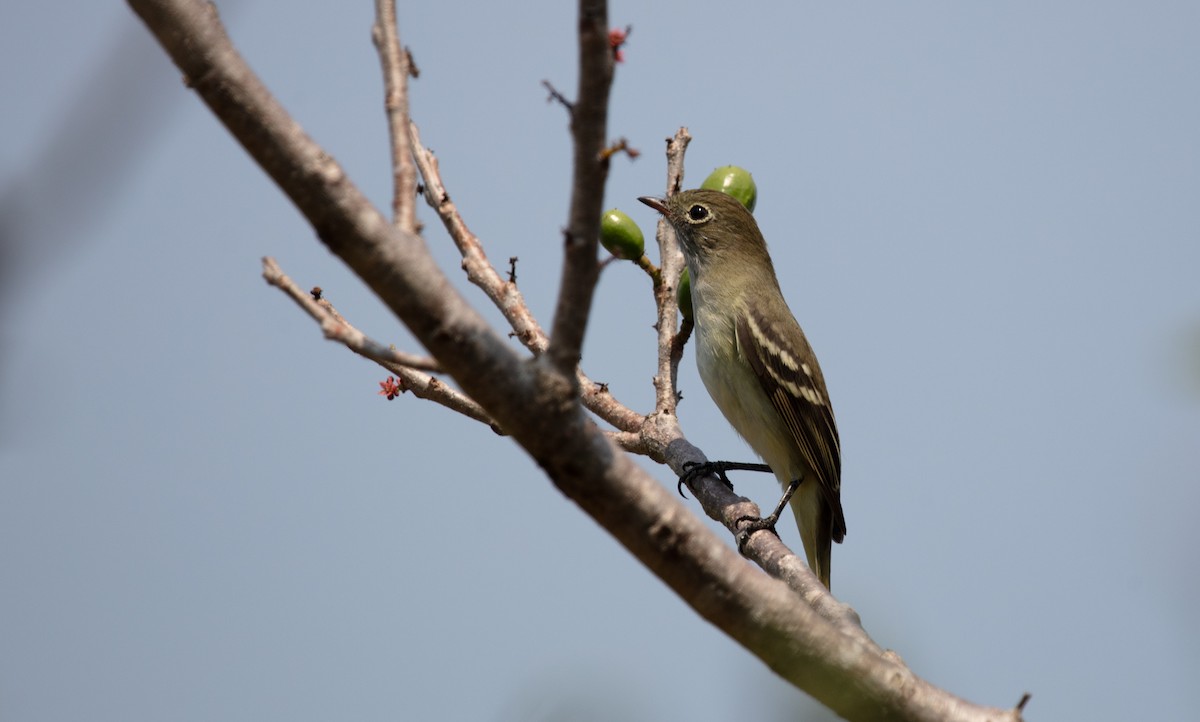 Small-billed Elaenia - ML640154566